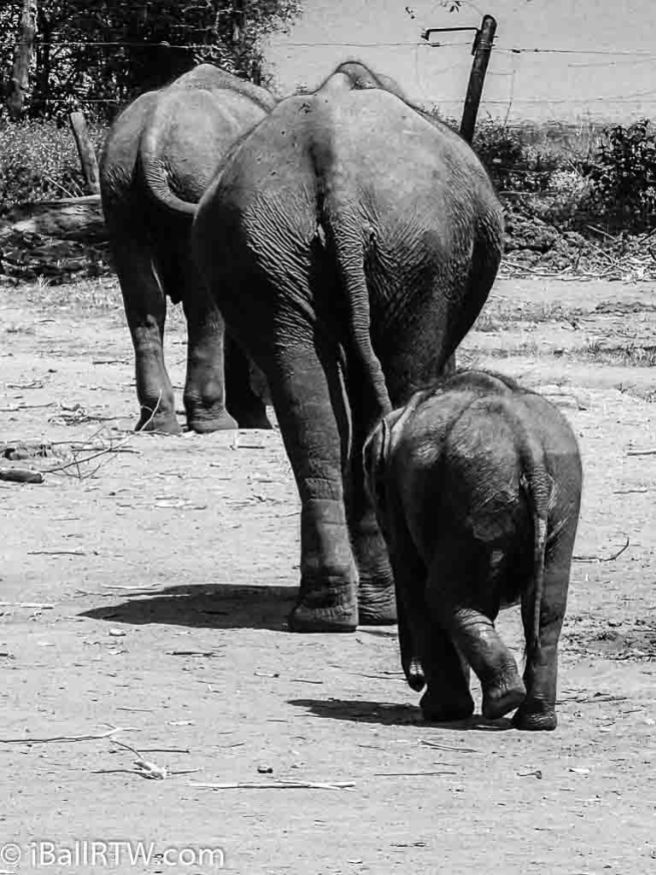 Elephants at the Elephant Transit Home