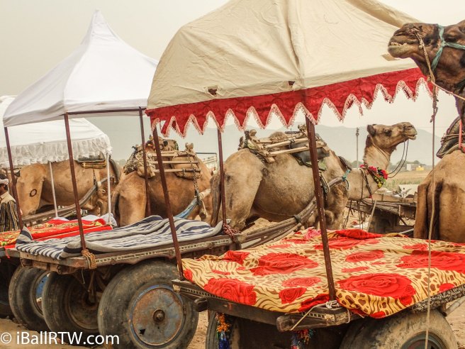 Camel Carts at Pushkar