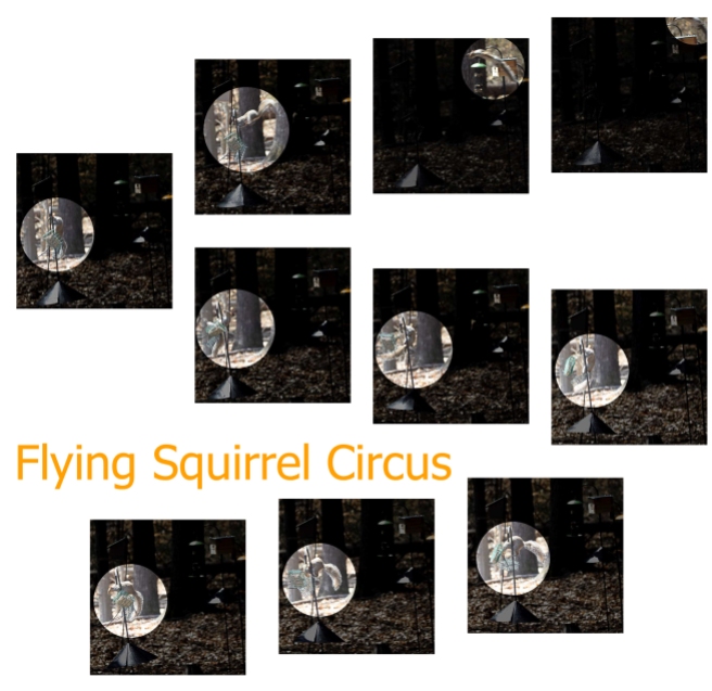 Flying Squirrel Circus